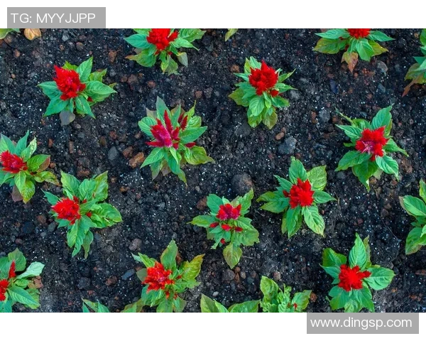 专访赵丽：探寻乒乓球背后的成功秘诀与奋斗历程